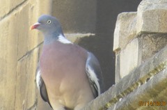 Columba palumbus