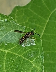 Parancistrocerus fulvipes