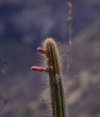 Cleistocactus pungens