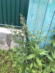 Cirsium arvense