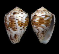 Conus coronatus