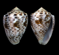 Conus coronatus