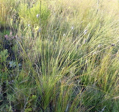Bobartia macrospatha