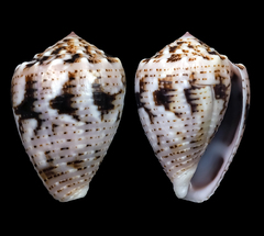 Conus coronatus