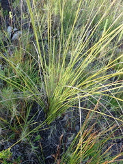 Bobartia macrospatha