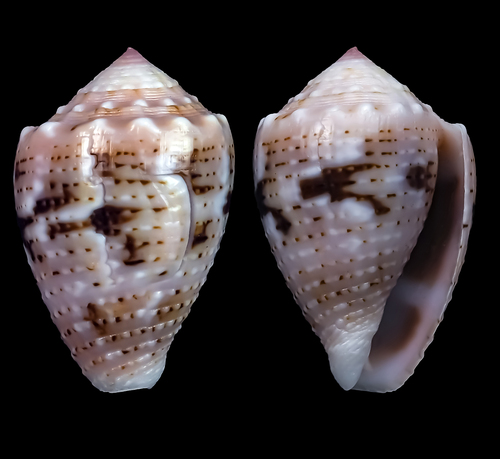 Coronated Cone