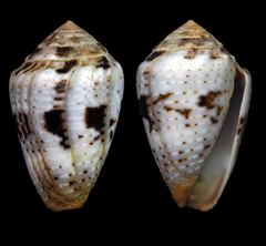 Conus coronatus