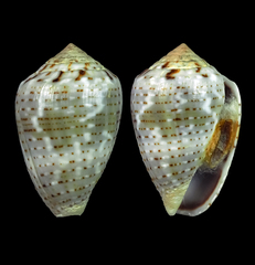 Conus coronatus