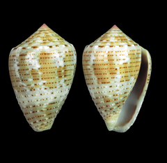 Conus coronatus