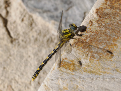 Onychogomphus uncatus