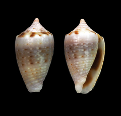 Conus coronatus