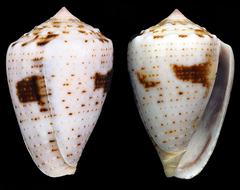 Conus coronatus