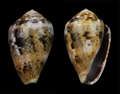 Conus coronatus
