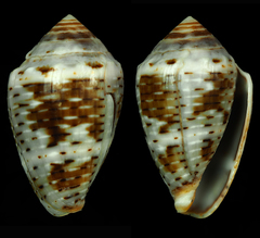 Conus coronatus
