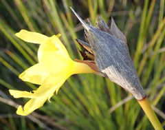 Bobartia macrospatha