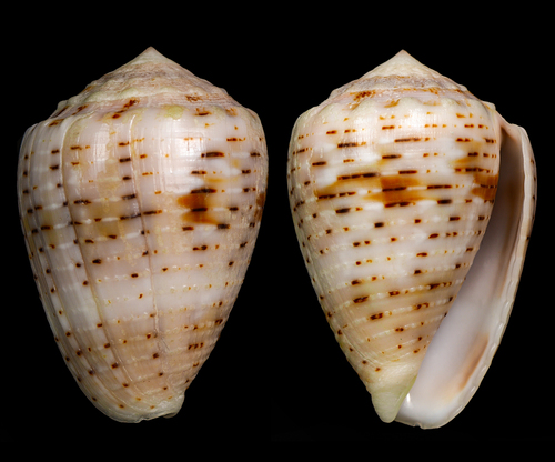 Coronated Cone