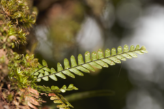 Lellingeria suspensa