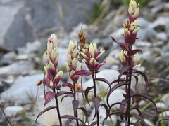 Castilleja elegans