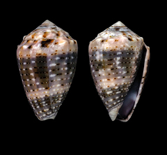 Conus coronatus