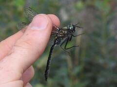 Somatochlora sahlbergi