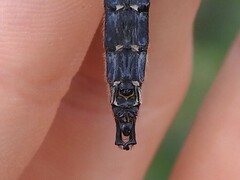 Somatochlora sahlbergi