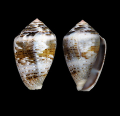 Conus coronatus