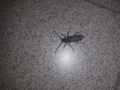 Trichoferus holosericeus