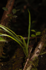 Elaphoglossum glabellum