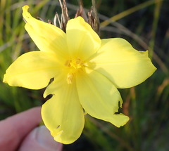 Bobartia macrospatha