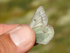 Colias nastes