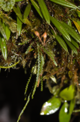 Cochlidium serrulatum