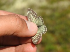 Colias nastes