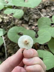 Leucoagaricus coerulescens