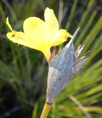 Bobartia macrospatha