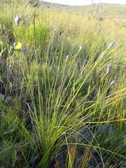 Bobartia macrospatha