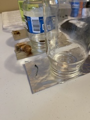 Leucoagaricus coerulescens