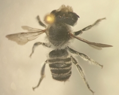 Megachile argentata