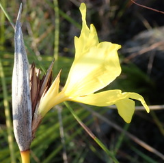 Bobartia macrospatha