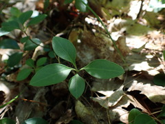 Polygaloides paucifolia