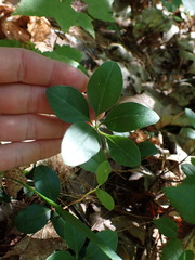 Polygaloides paucifolia
