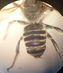 Megachile argentata