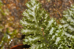 Trichomanes arbuscula