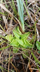 Pinguicula leptoceras