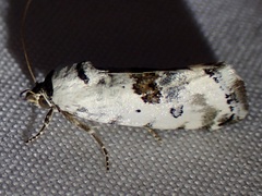 Ponometia tripartita