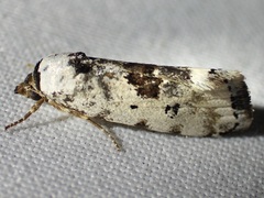 Ponometia tripartita