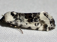 Ponometia tripartita