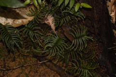Lindsaea dubia image
