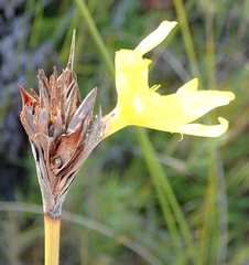 Bobartia macrospatha