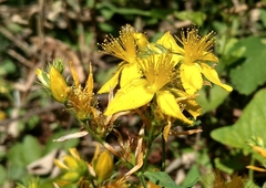 Hypericum barbatum