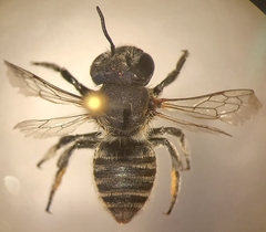 Megachile argentata